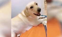 狗狗视频大全搞笑,萌宠视频大全笑料十足